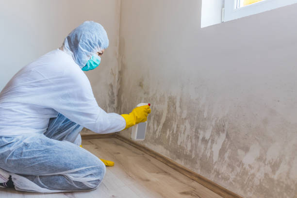 Licensed Mold Remediation service in Lexington, KY - WQB Mold Removal
